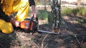 Glenvar Heights, FL Tree Care Services Company