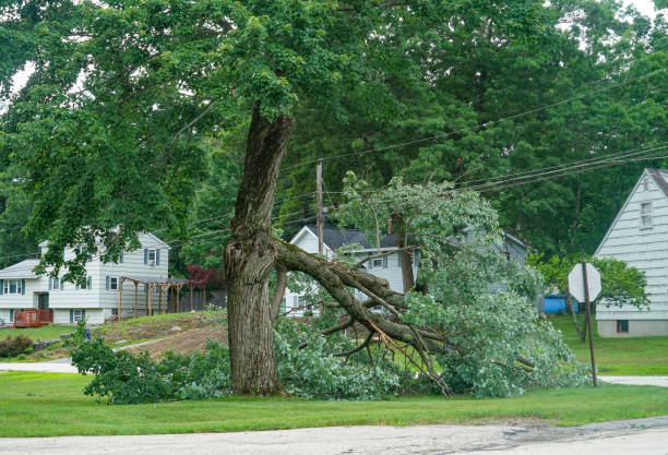 How Our Tree Care Process Works  in  Glenvar Heights, FL